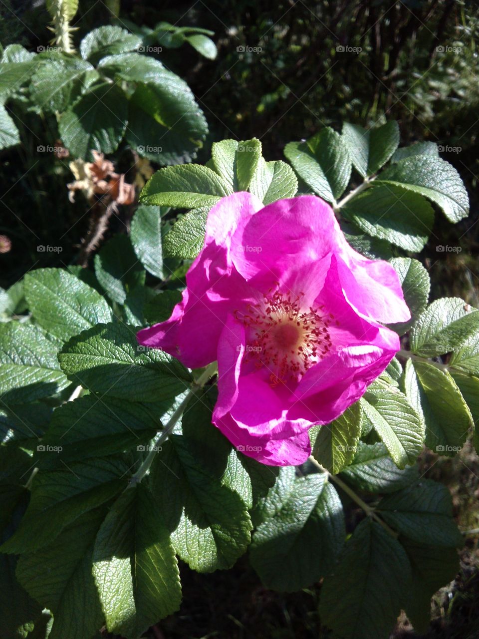 Rose bush. wild one