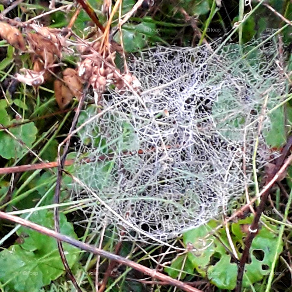 small clump of spider's web suspended  on grass  in the meadow