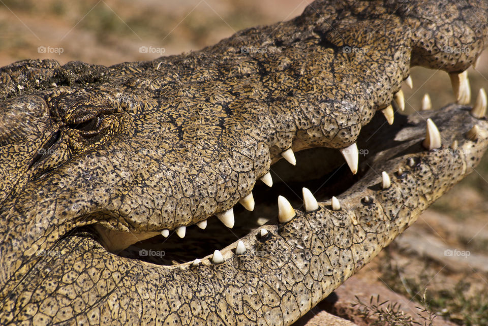 crocodile smile with some big teeth