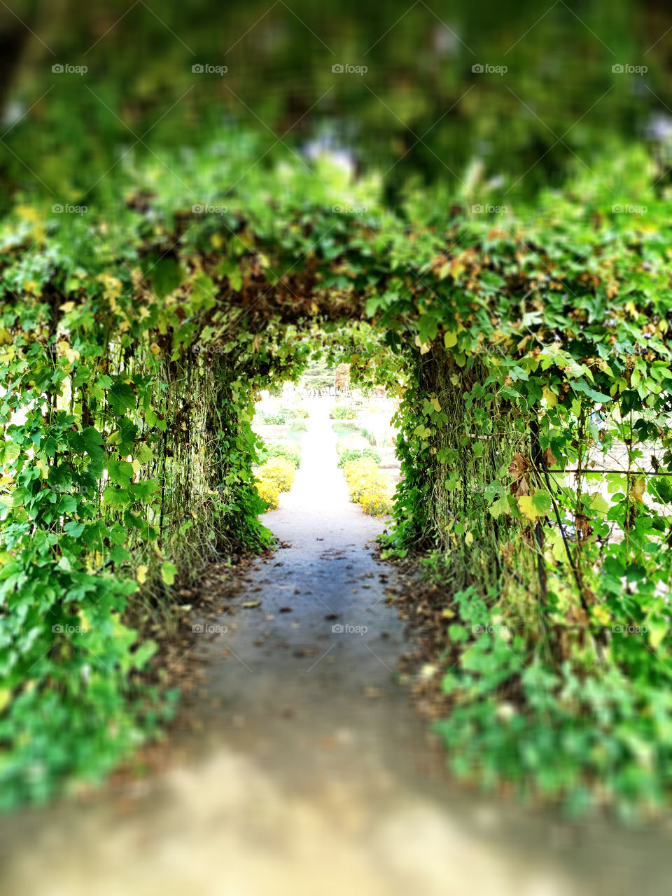 Green. Taken in the garden at Fort Vancouver 