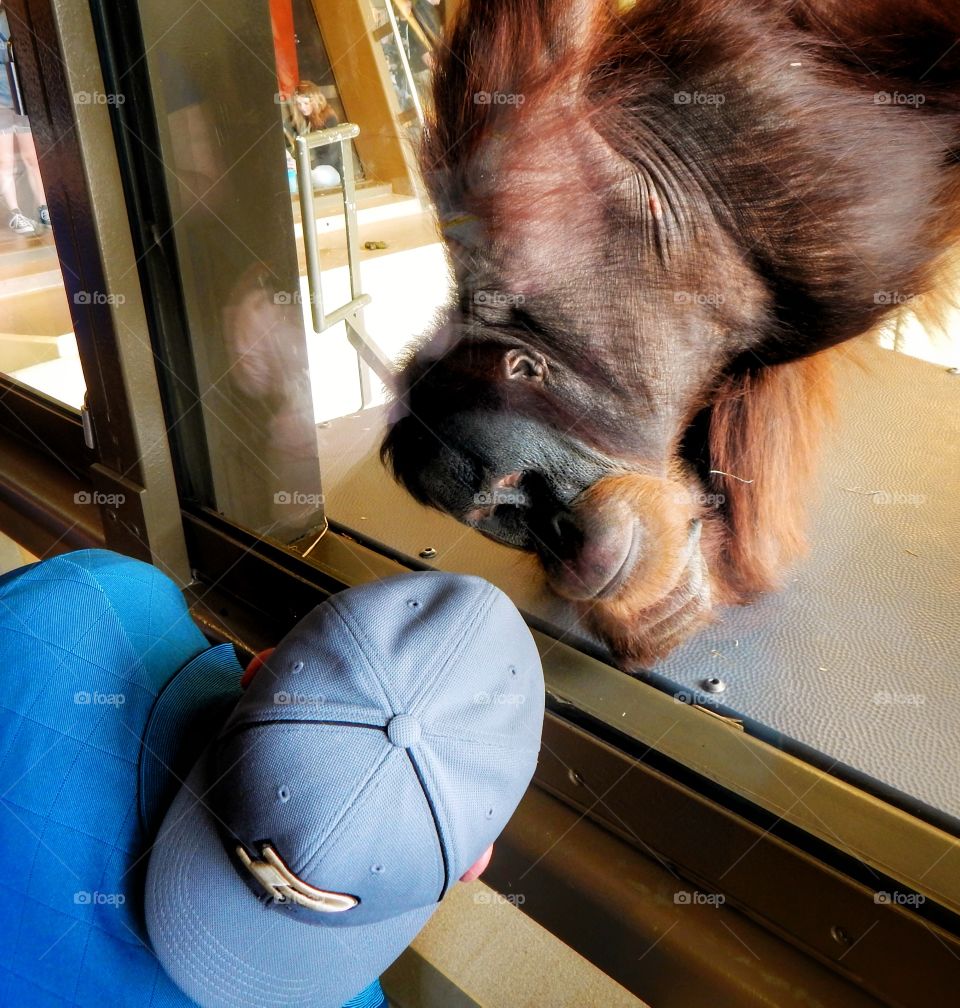 chimpanzee and human study each other