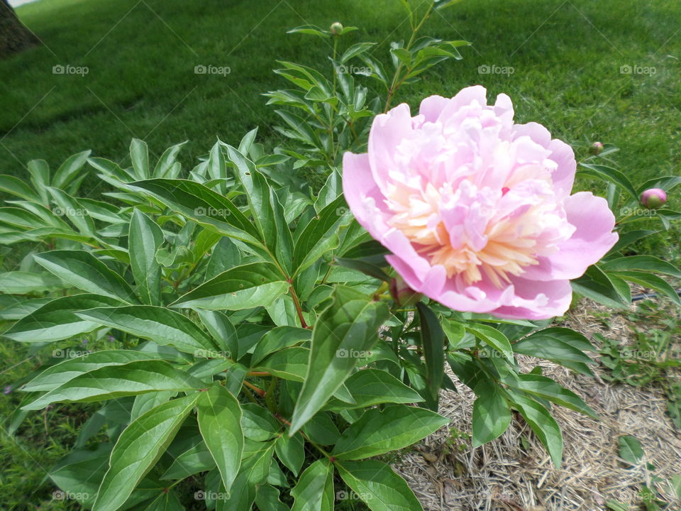 I see these flowers in my garden every year.  And every year I am grateful for the color they bring into my life.