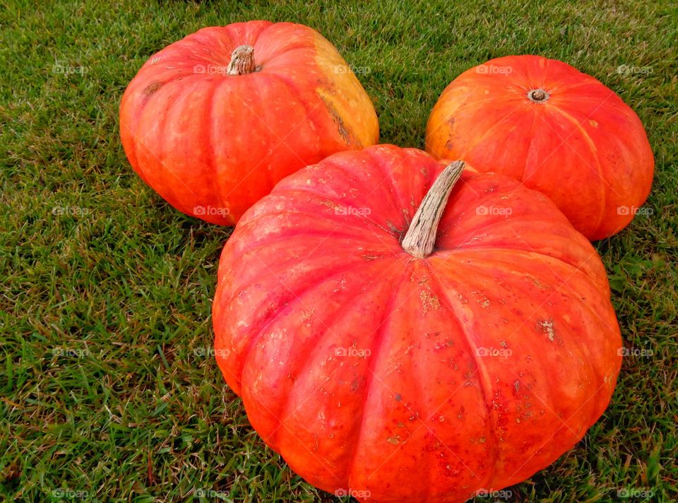 Fall, Pumpkin, Pasture, Halloween, Garden