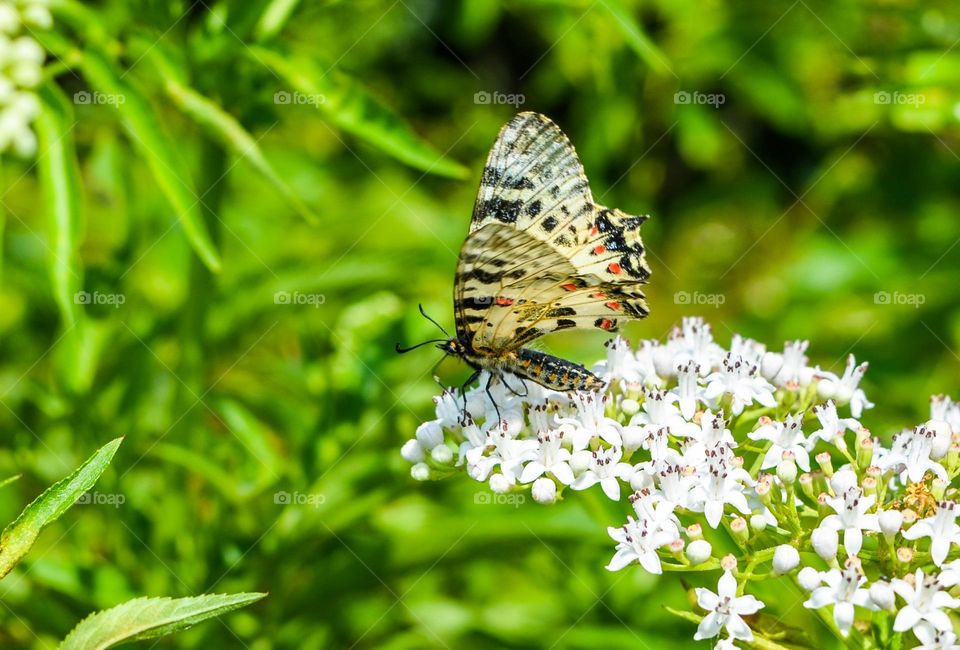 The beauty of spring