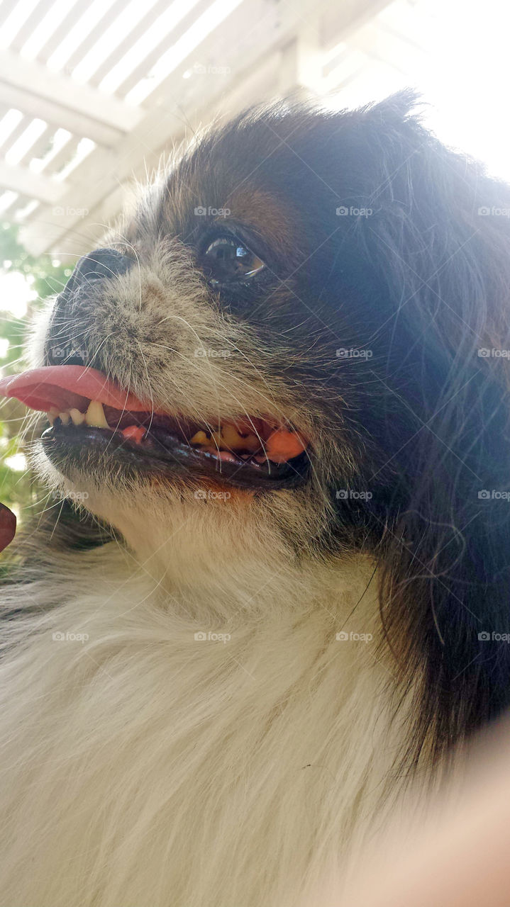 smiling pekingese