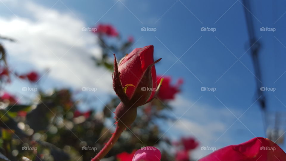 No Person, Flower, Nature, Outdoors, Rose