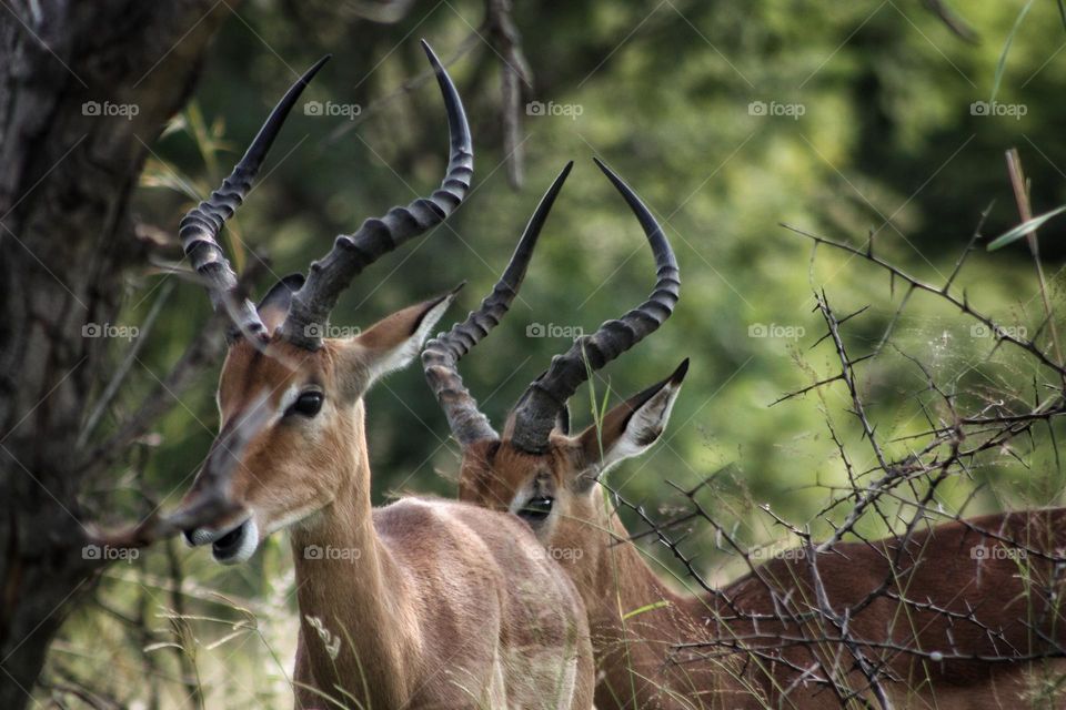 2 beautiful impala rams.