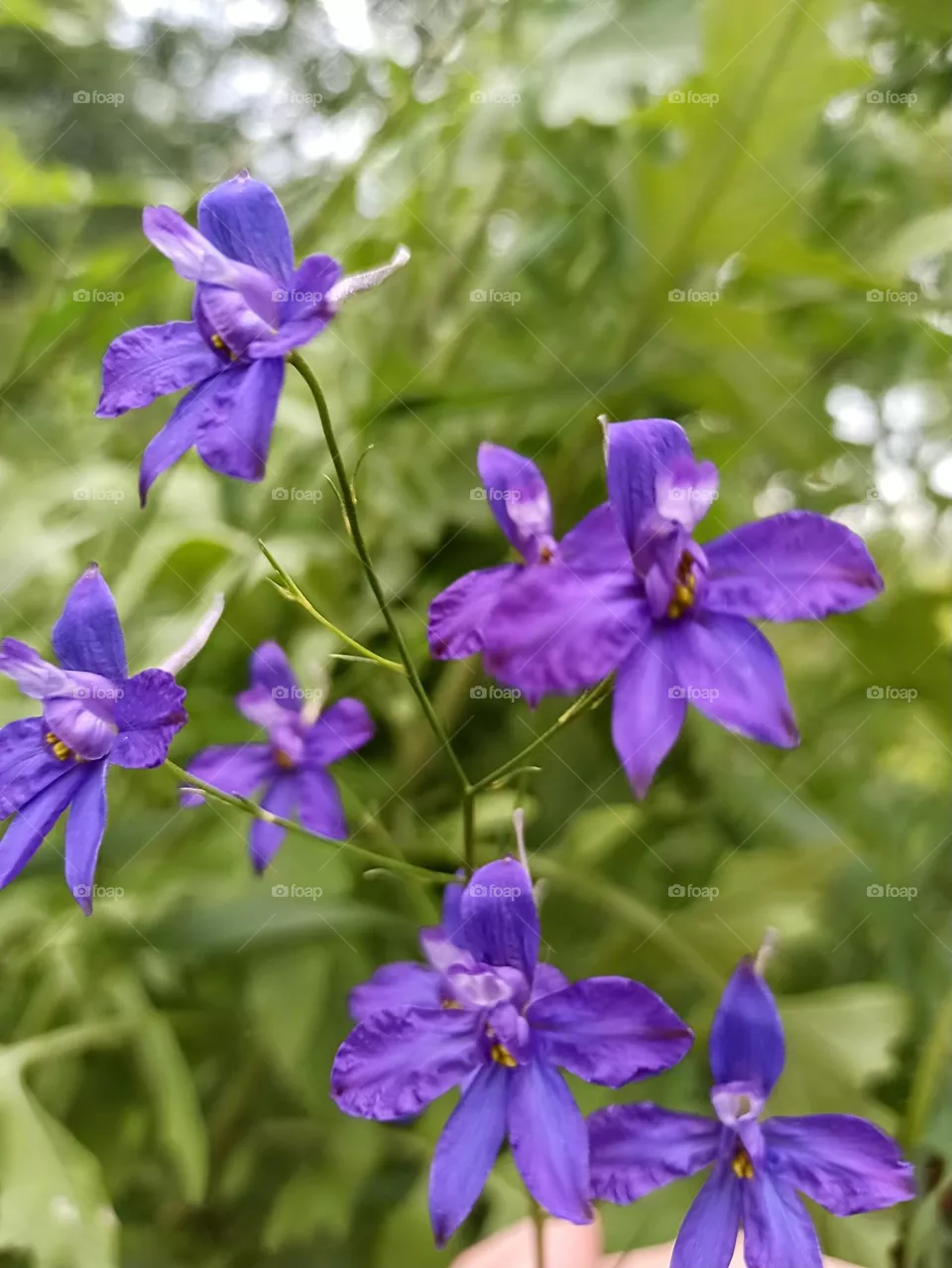 wildflowers