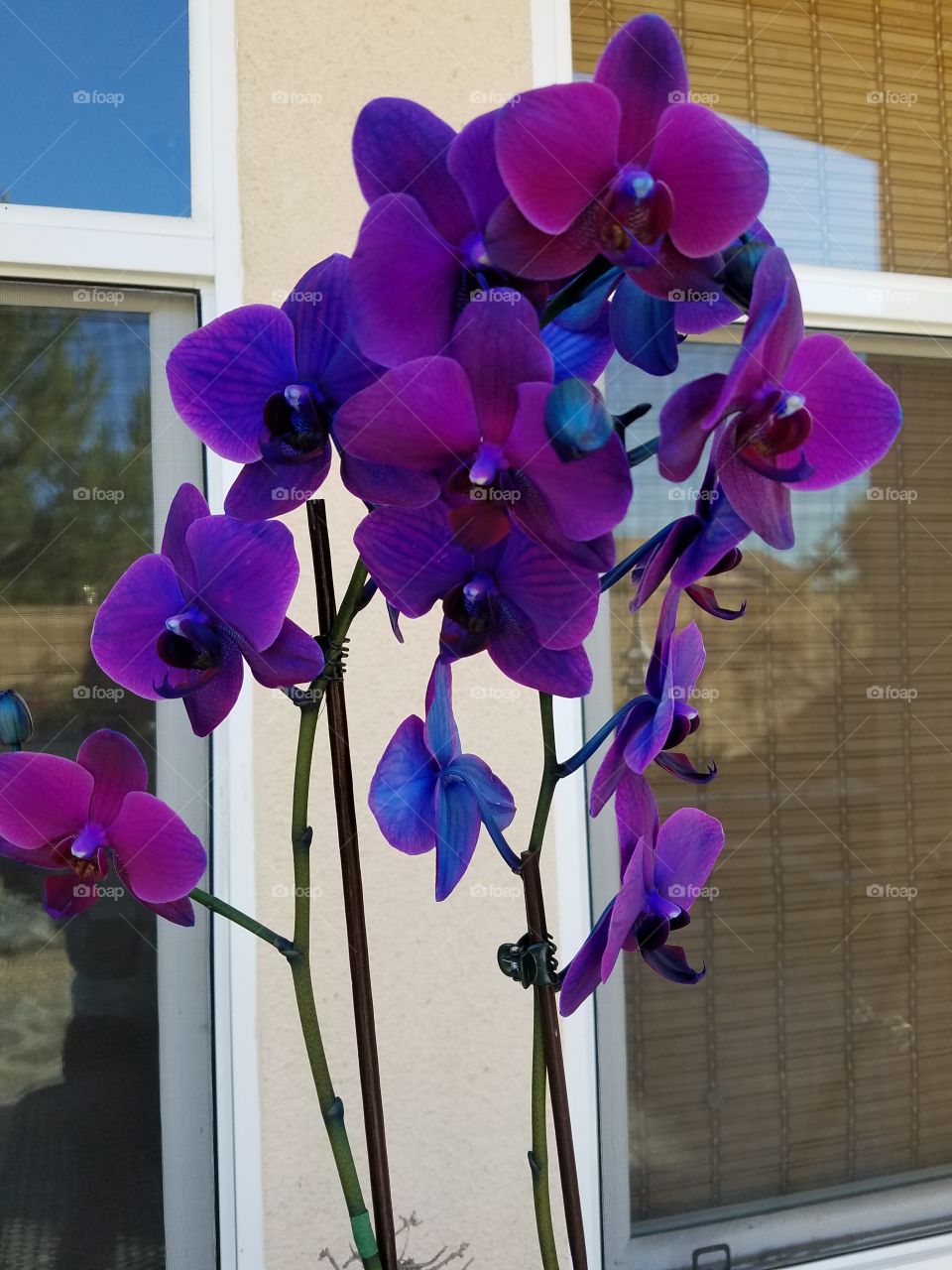 Purple orchid