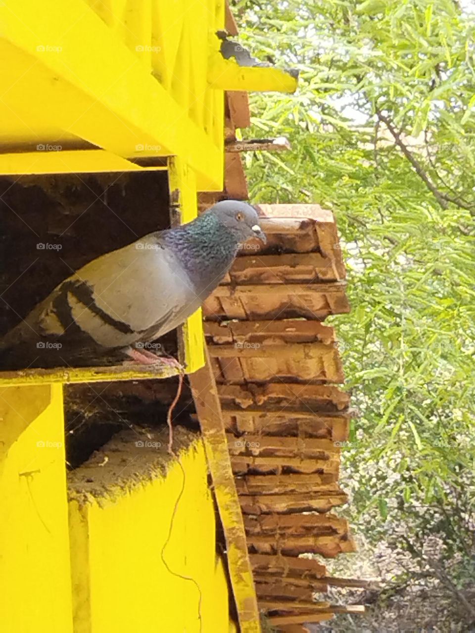 kabutar two pigeons