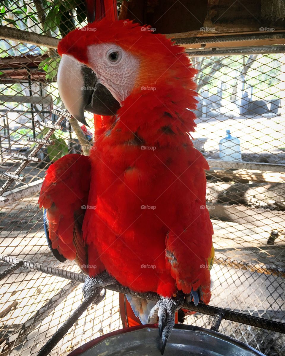 Scarlet Macaw