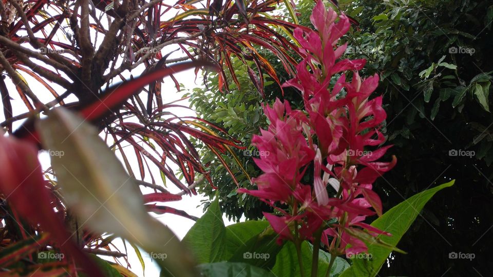 O colorido natural das plantas.