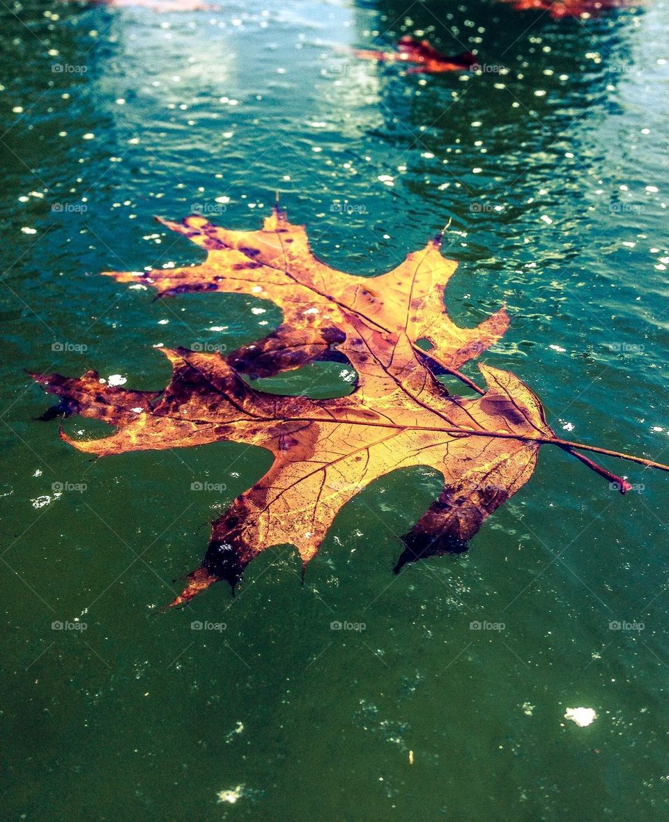 Frozen lake leaves
