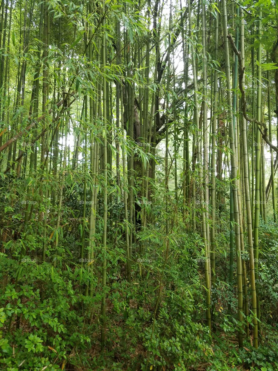 bamboo forest