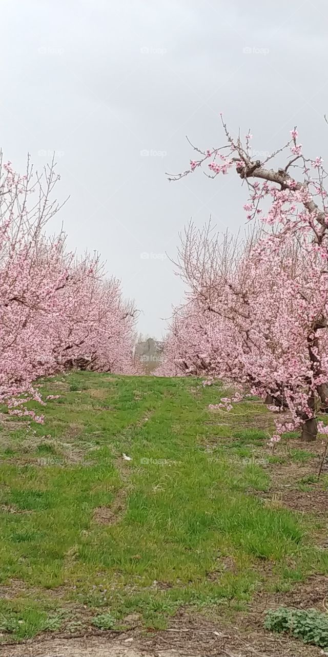 orchards in bloom