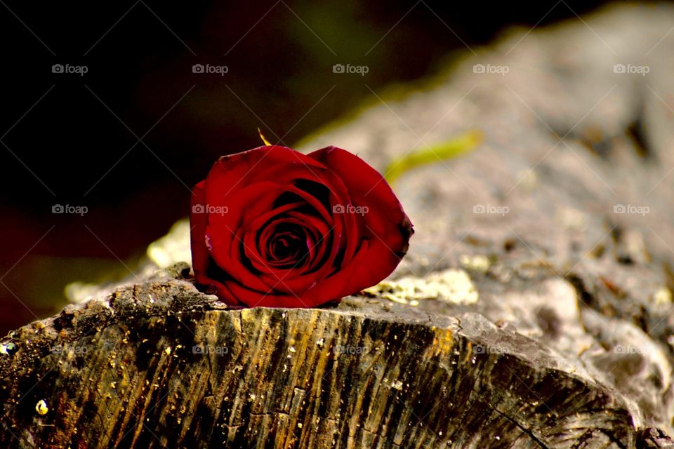 Beautiful red rose resting on a branch.