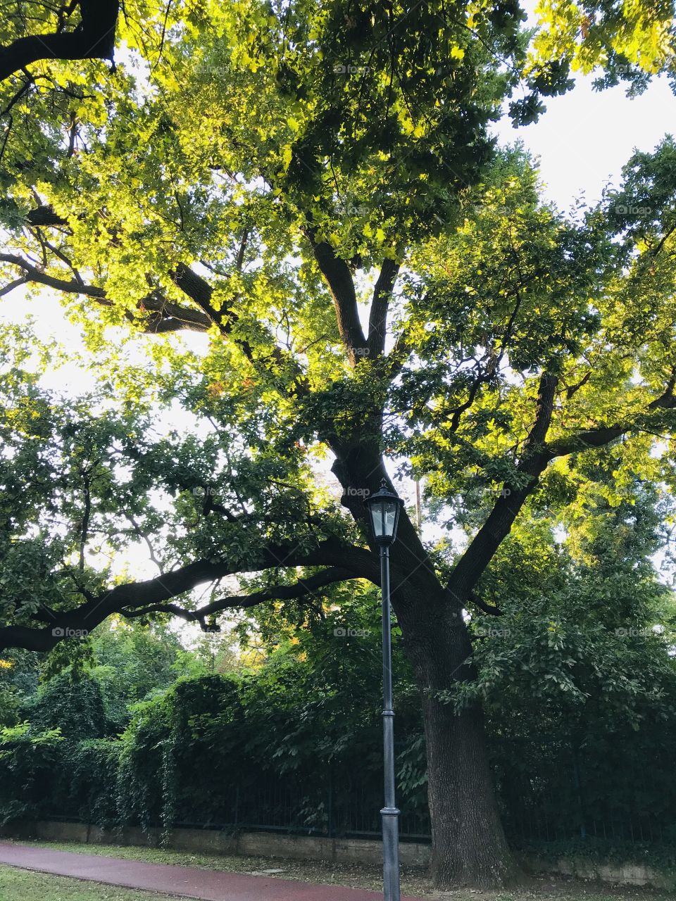 One big tree with big branches and green canopies.