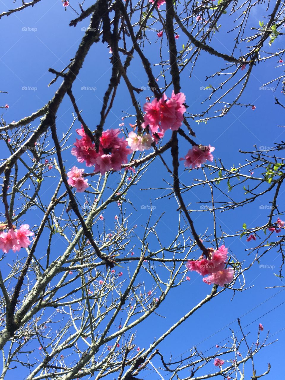 Feb 2015. Sakura blossoms in Wahiawa, Hawaii