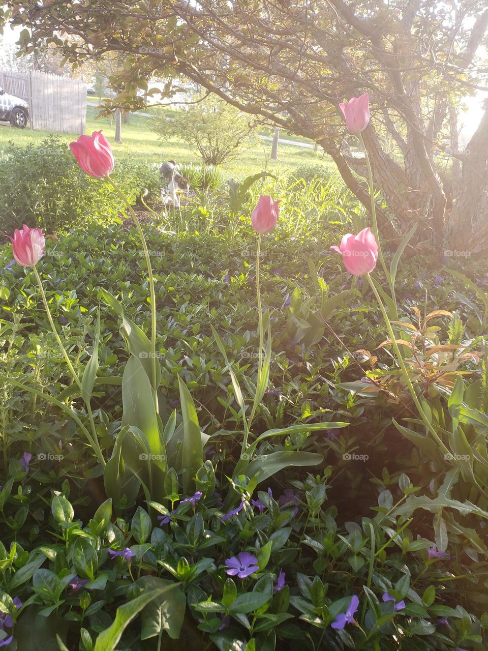 spring tulips sunset