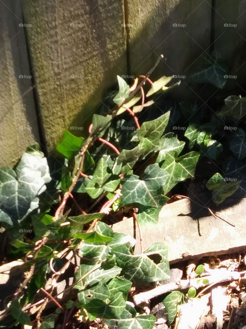 ivy in the sunlight