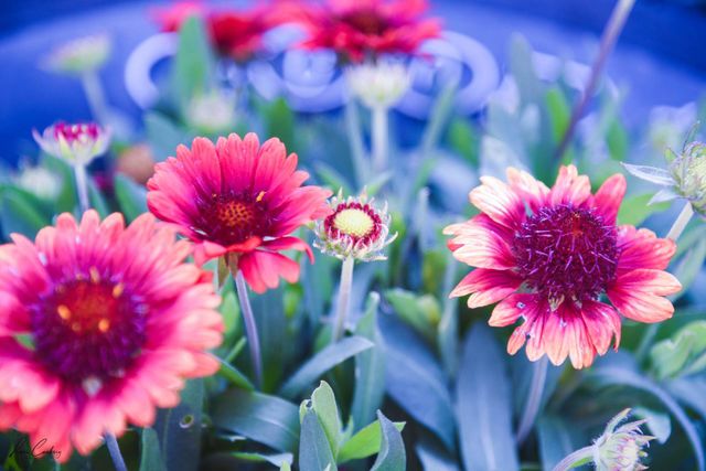 Phases of Blooming