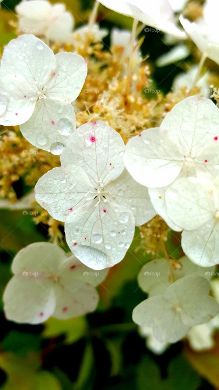 whites flowers