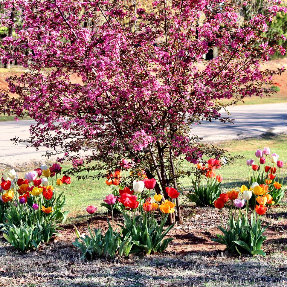 Pink tree and Tulips