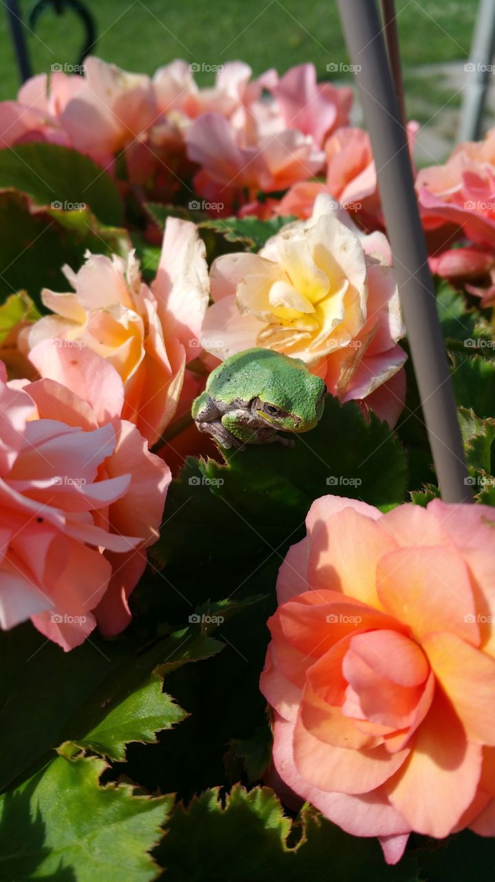 frog chilling on the flowers