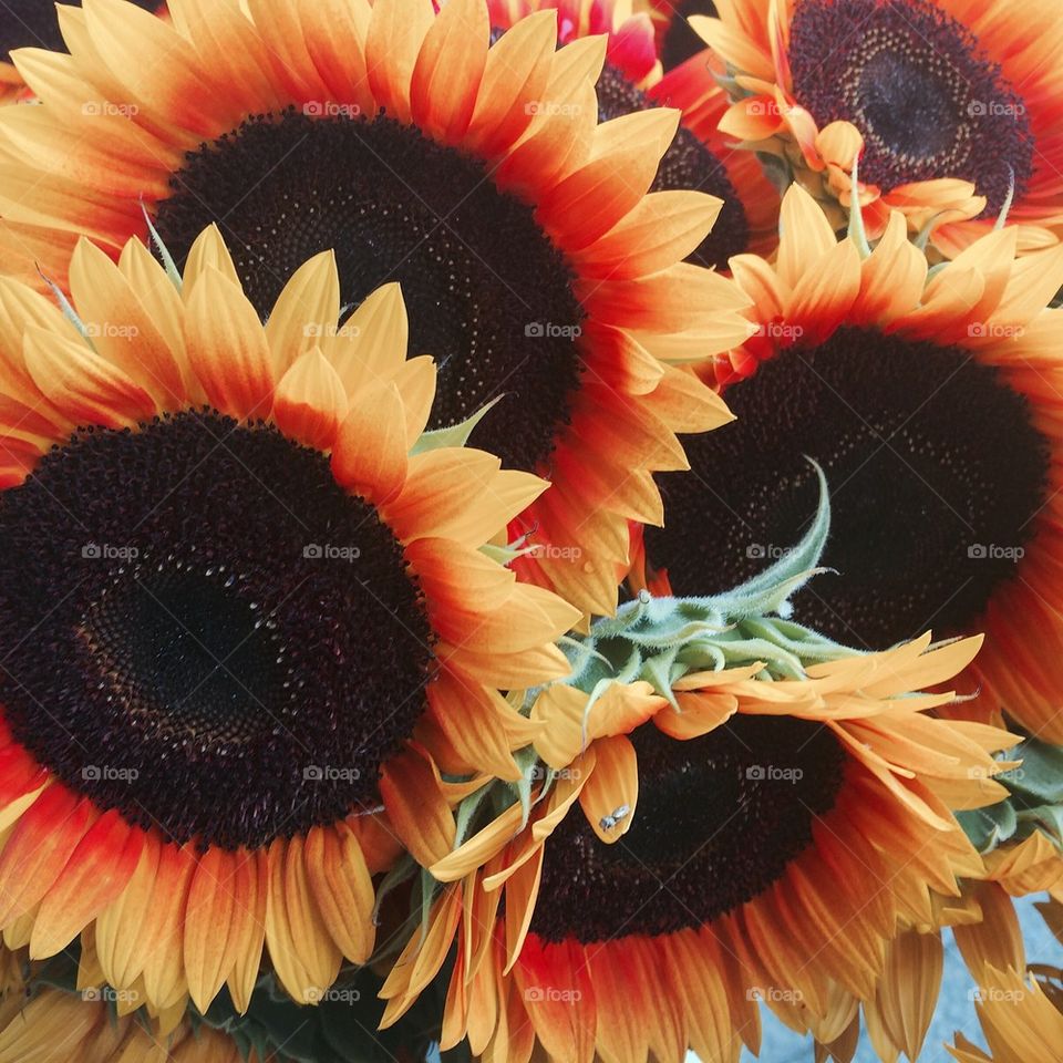 Sunflowers
