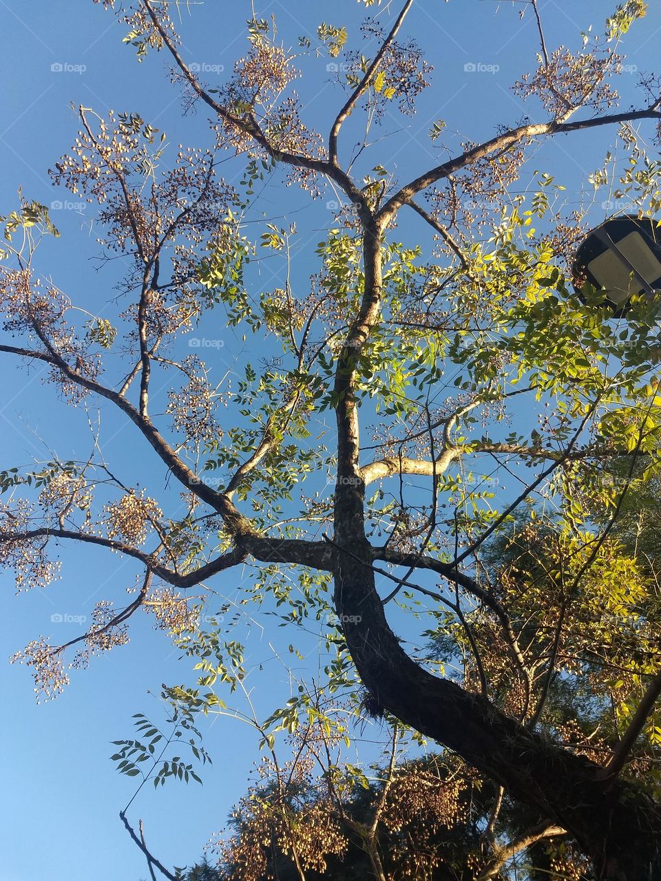 tree, seeds and blue sky