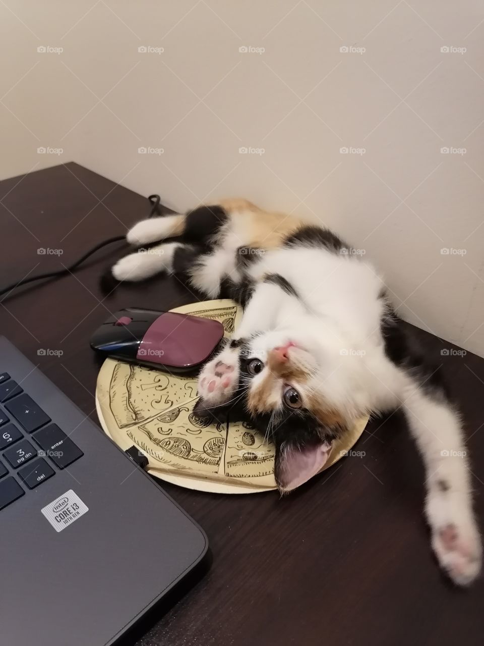 My cat playing around