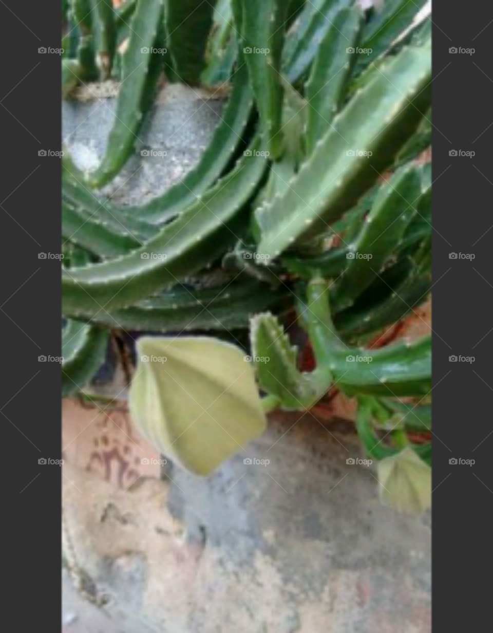 Leaf, Succulent, Cactus, Aloe, Flora