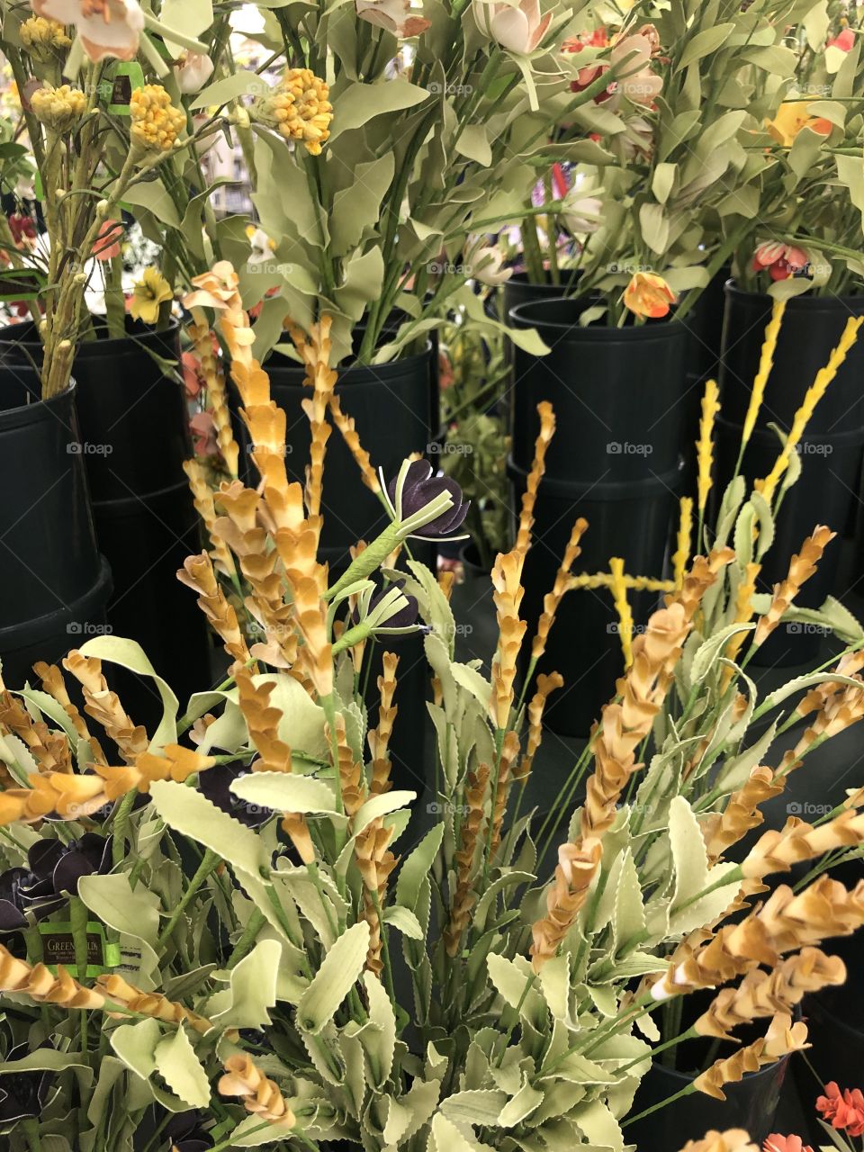 Flower, No Person, Flora, Leaf, Nature