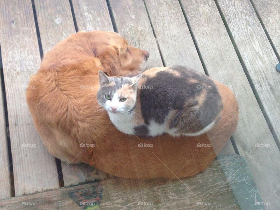 Best buddies. Good friends keeping warm on a chilly morning