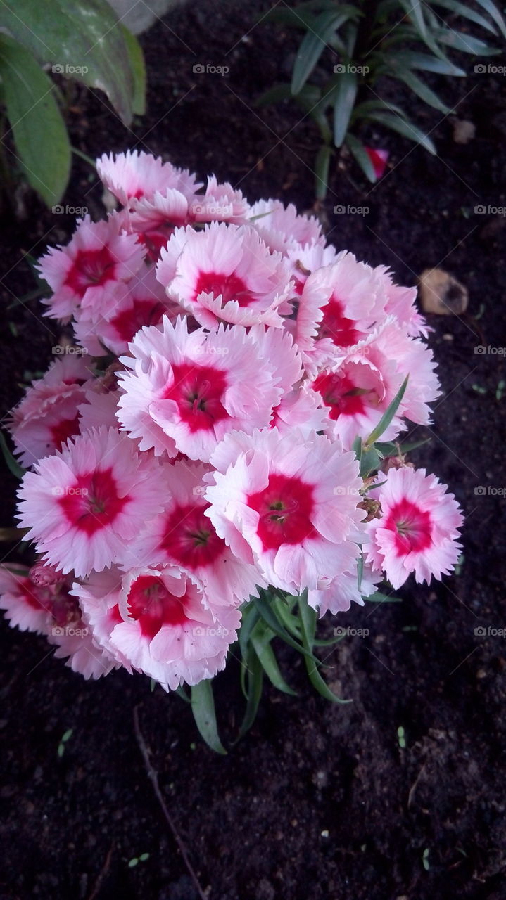 carnation flowers in bouguet