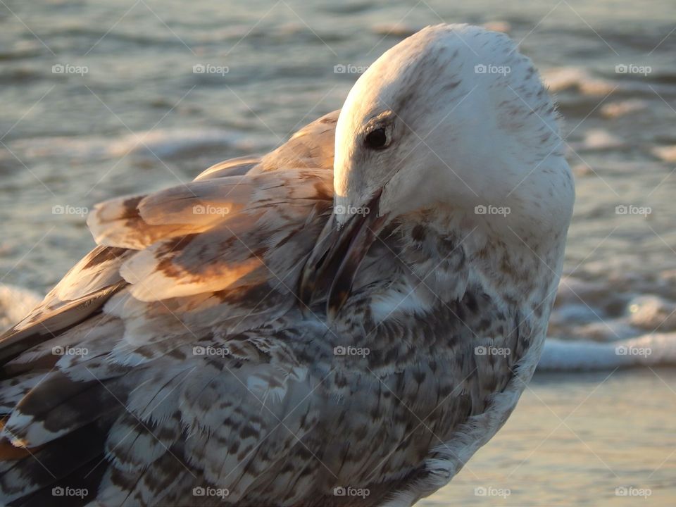 Young seagull