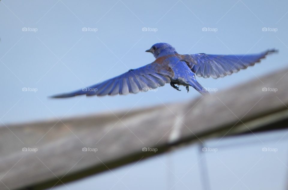 Blue bird takes flight