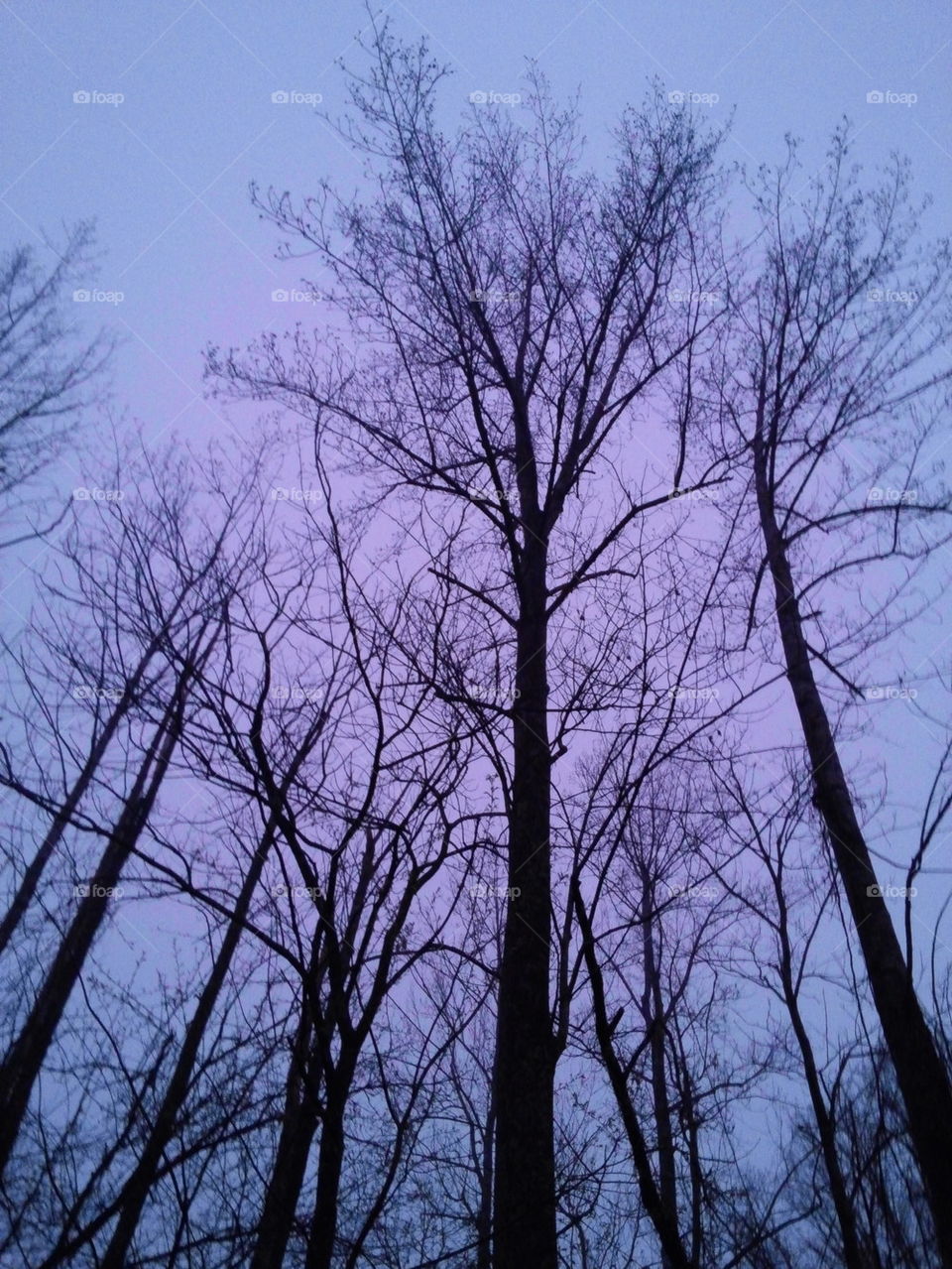 Poplar trees at twilight 
