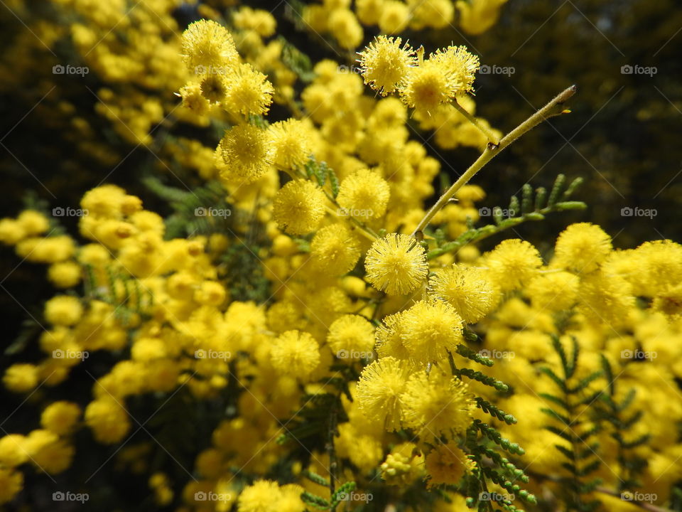 Wattle