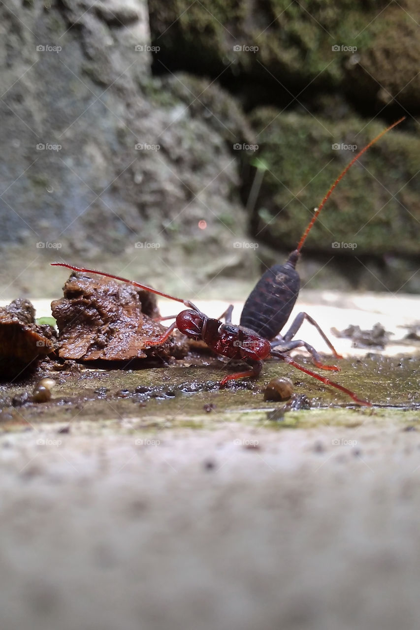 whipscorpion in action