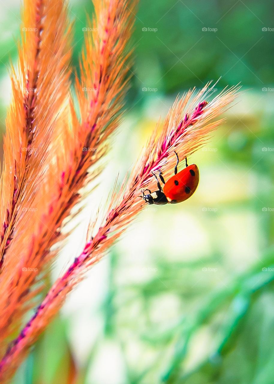 Ladybug