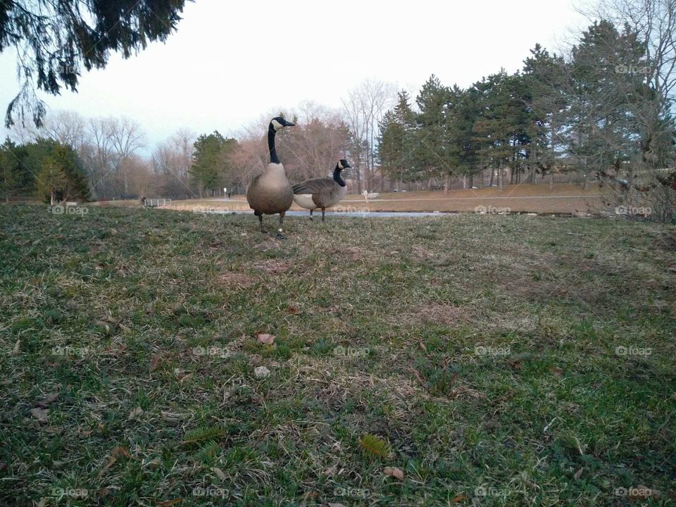 Canadian geese at park