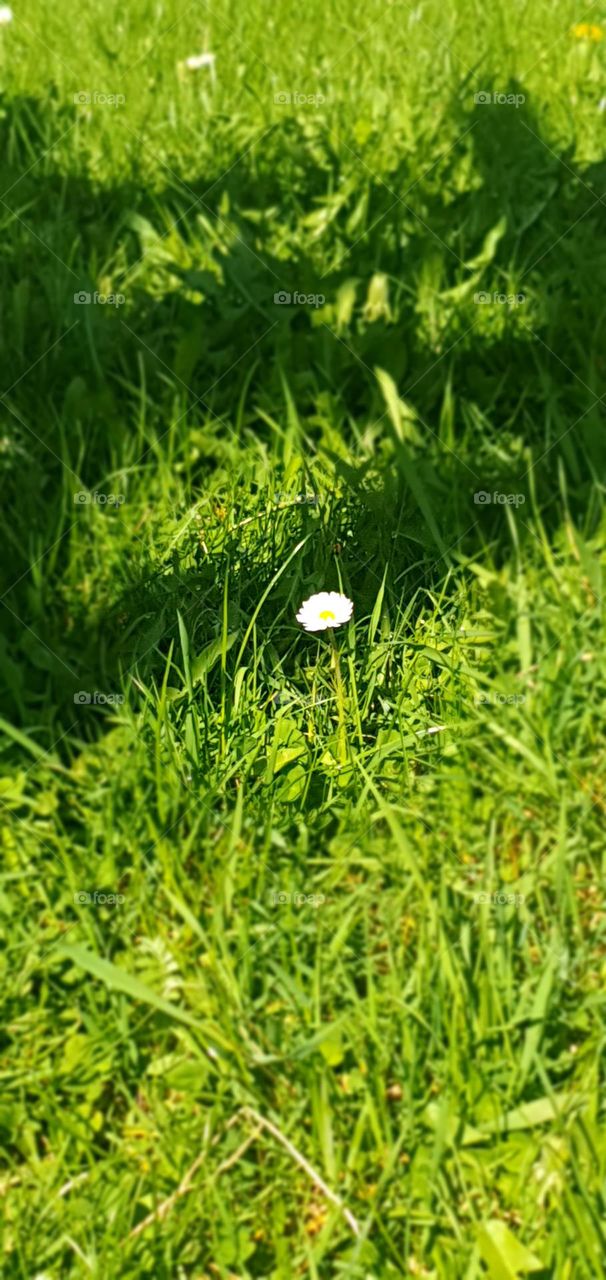 White flower on the grass