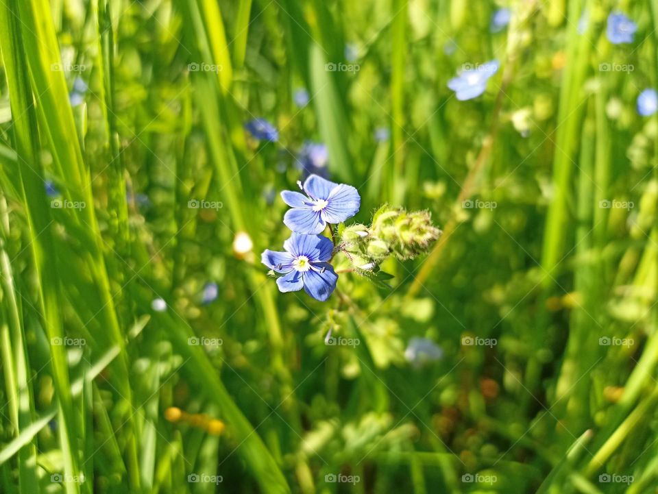 Veronica chamaedrys, the germander speedwell, bird's-eye speedwell, or cat's eyes