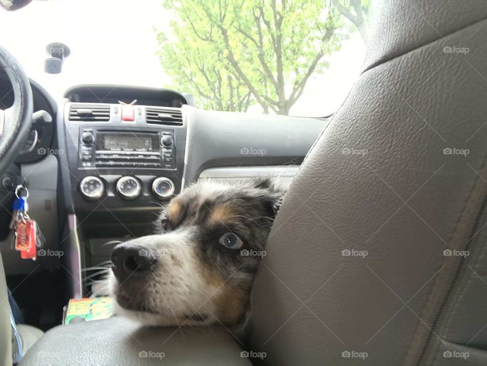 Moe is a rescue pup with some separation anxiety, so every chance he gets he will run and jump in the car, refusing to get out, until we just give in and take him with us. That face!