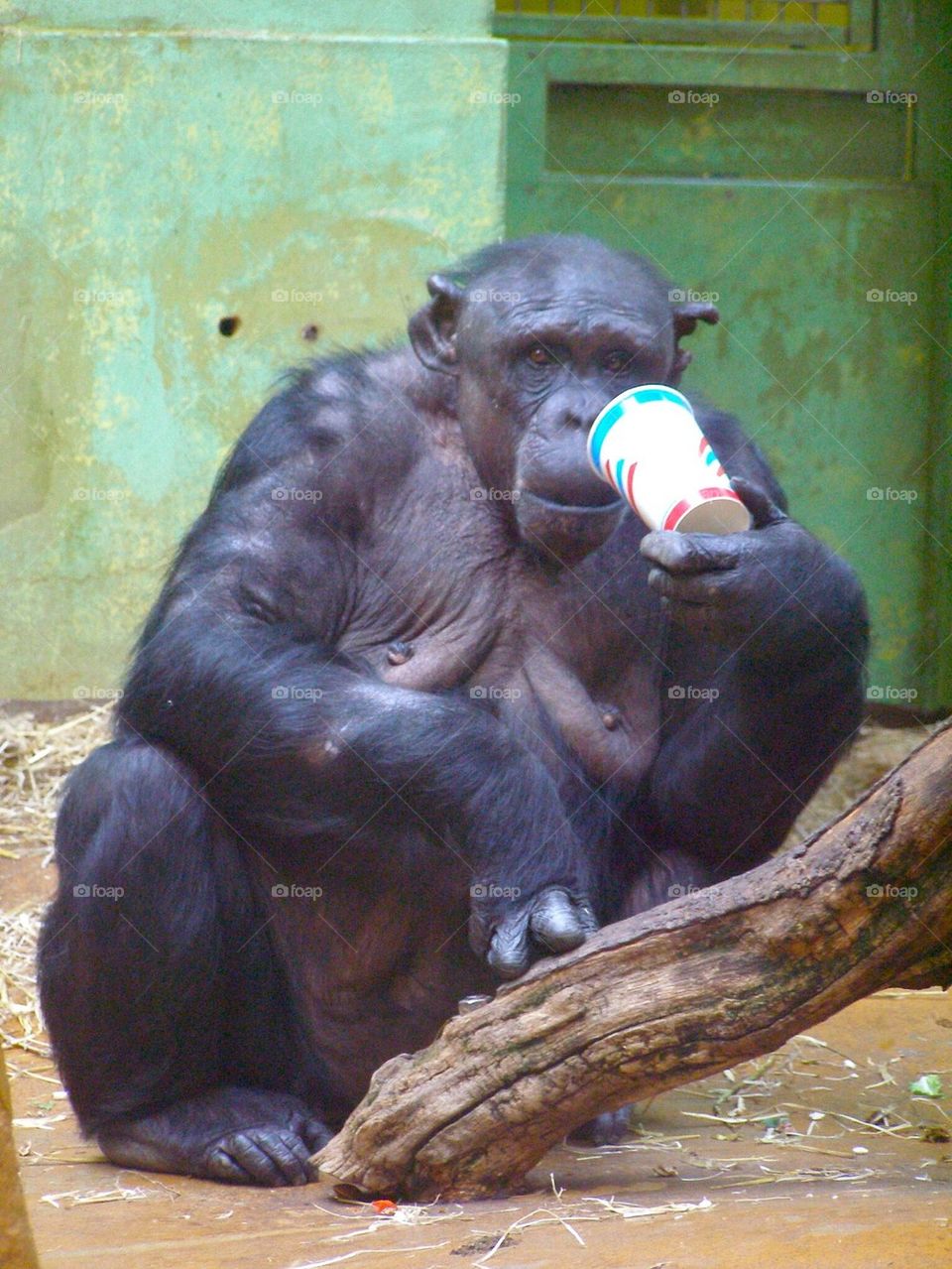Gorilla smoothie 