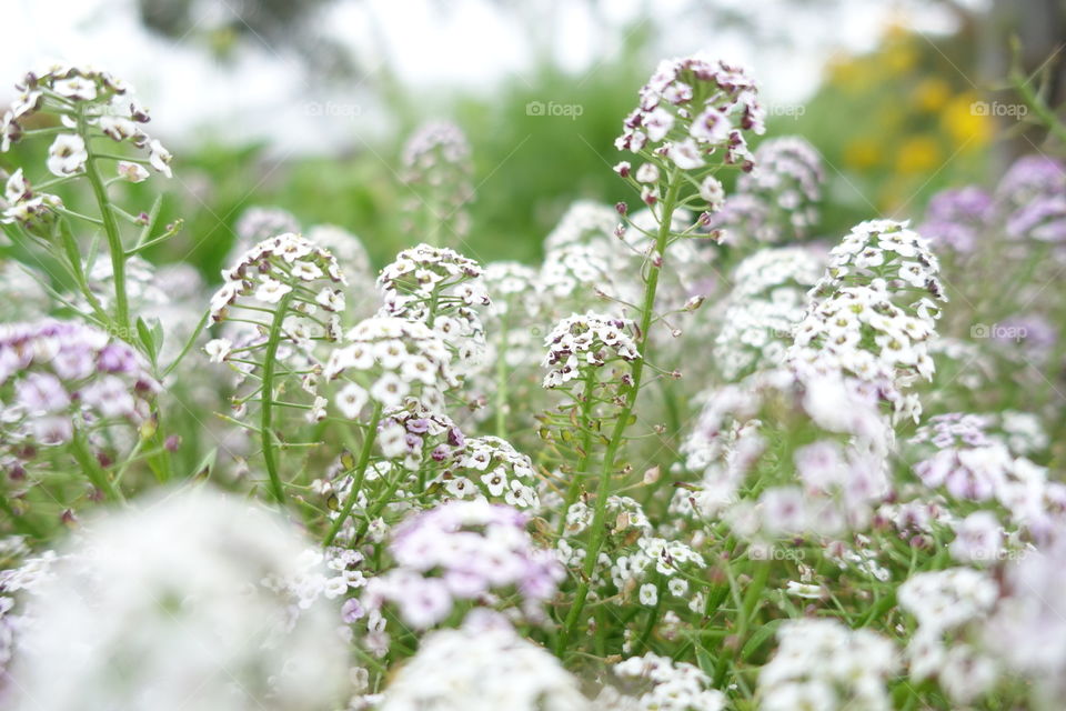 Tiny white flowers