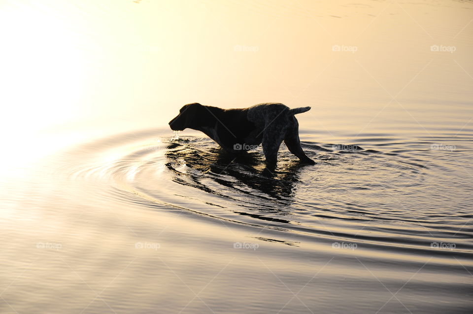 Dog in the water 