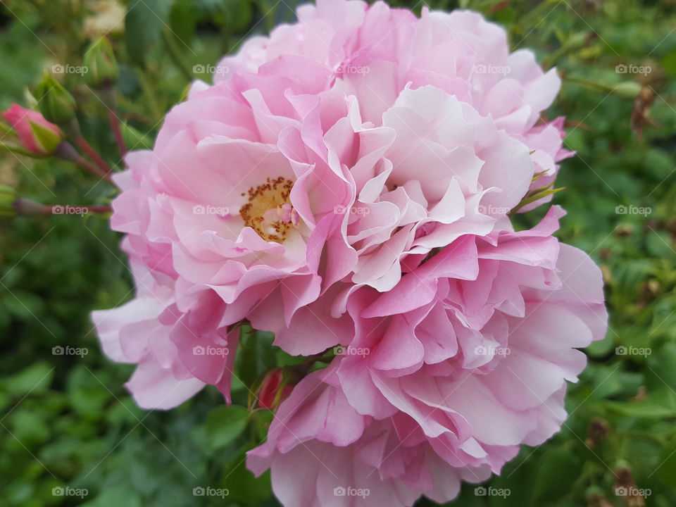 pink flower