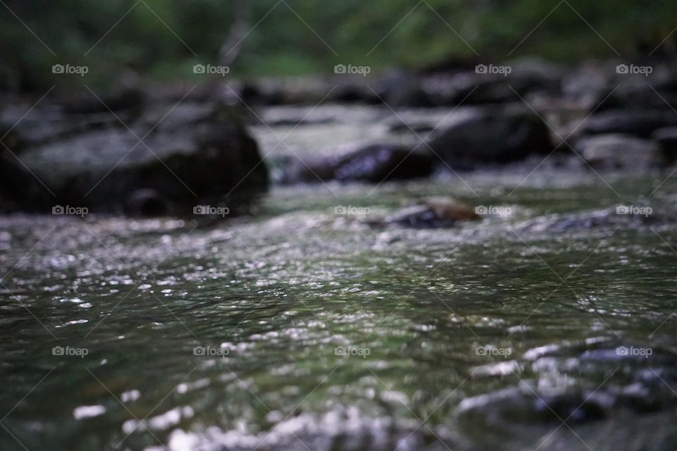 A Brook in the woods